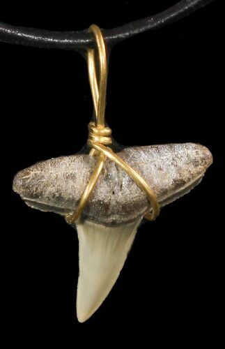 Fossil Lemon Shark Tooth Necklace #47575